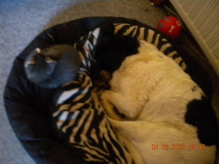 Huskat Bølle(solgt) - Nyt her ligge jeg sammen med hund...  billede 18