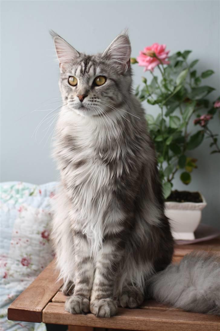 Maine Coon Gugger's Usher billede 20