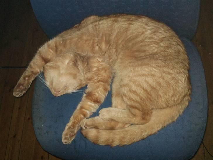 Huskat tigermis - så kan vi lige nyde det billede 6