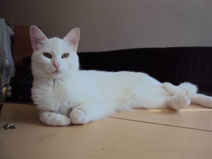 Huskat Kia - Kias yndlingsplads :) billede 18