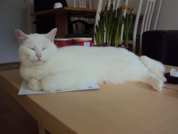 Huskat Kia billede 19