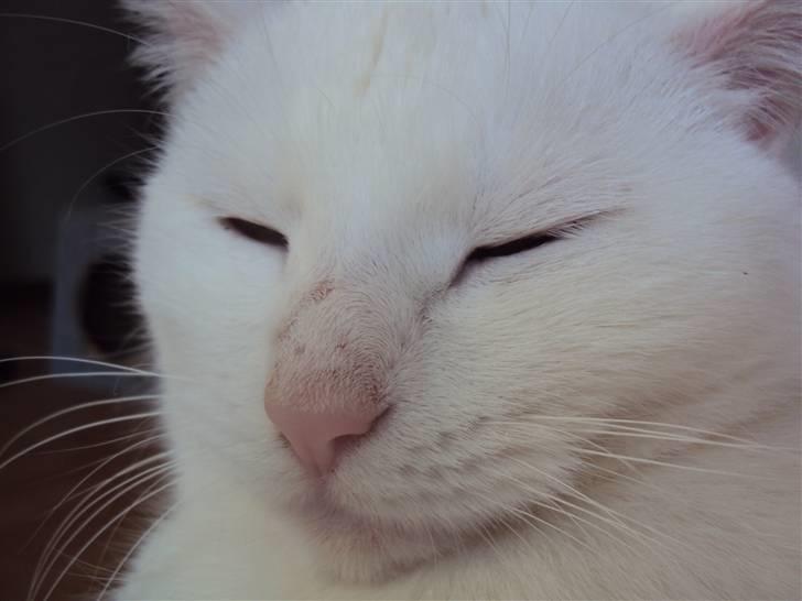 Huskat Kia - Smukke <3 billede 20