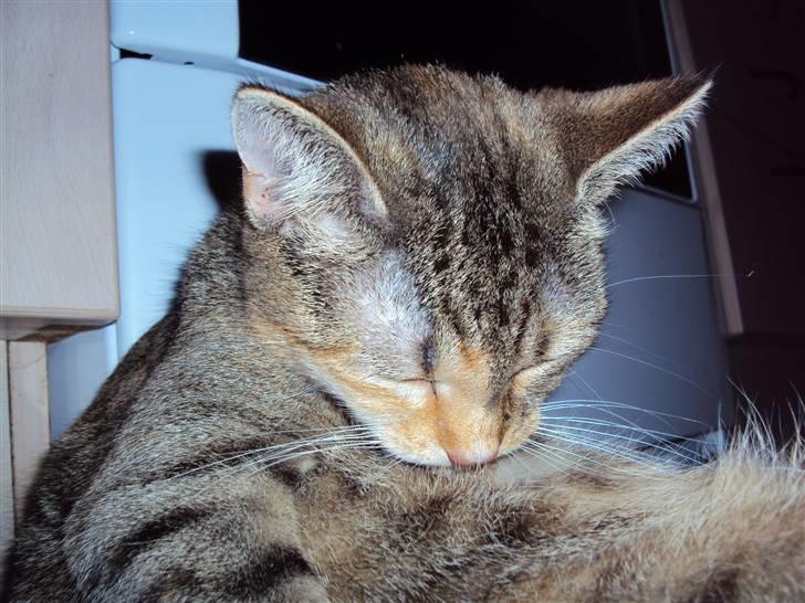 Huskat Adina billede 19