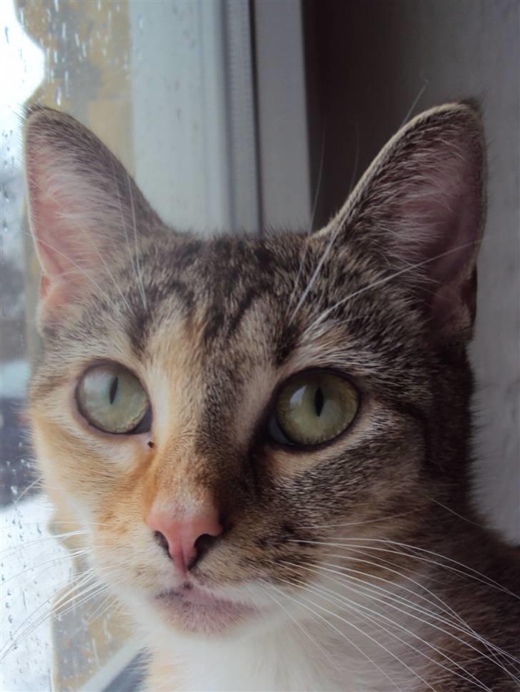 Huskat Adina billede 20