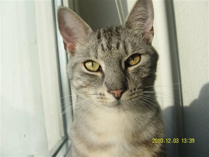 Europé Carezzando's Silver Pio billede 16