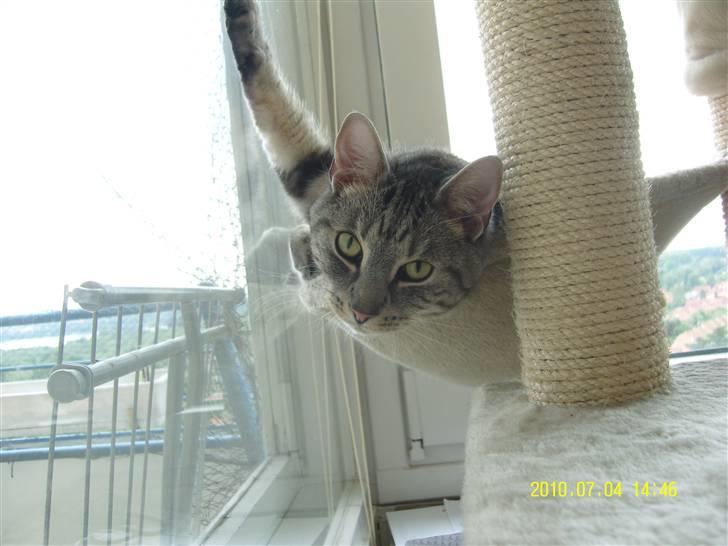 Europé Carezzando's Silver Pio billede 43