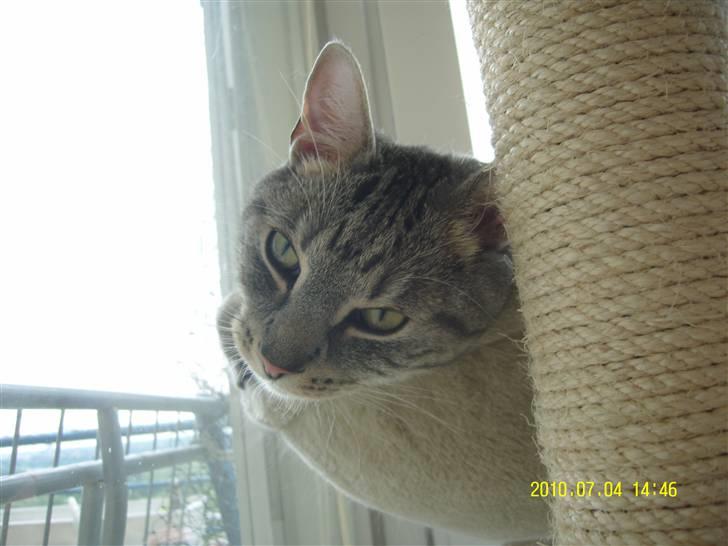 Europé Carezzando's Silver Pio billede 42