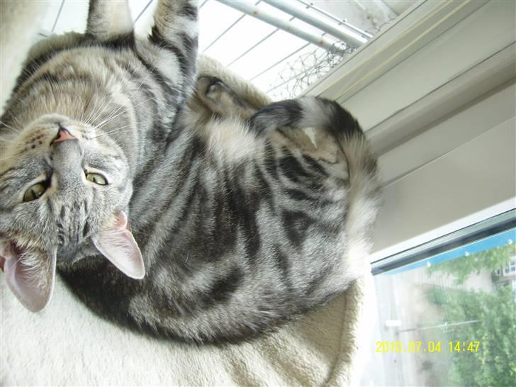 Europé Carezzando's Silver Pio billede 36