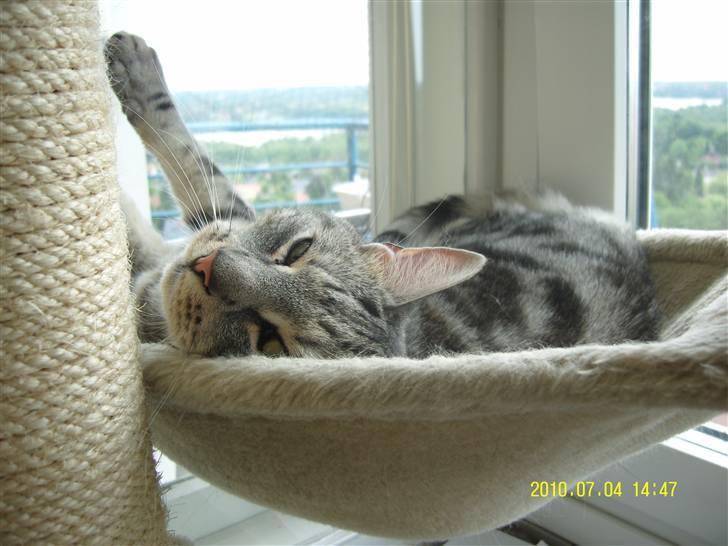 Europé Carezzando's Silver Pio billede 46