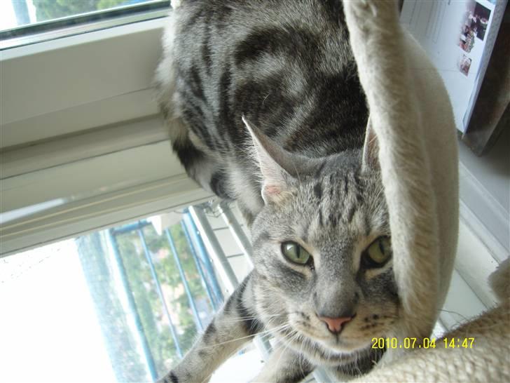 Europé Carezzando's Silver Pio billede 35