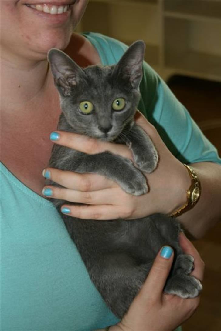 Korat Primprau's Holy Omatikaya - 6 uger billede 6