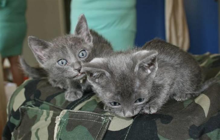 Korat Primprau's Holy Eytukan - 6 uger - sammen med sin ene bror billede 5