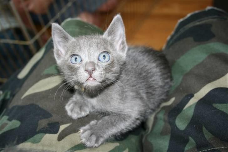 Korat Primprau's Holy Eytukan - 6 uger billede 6