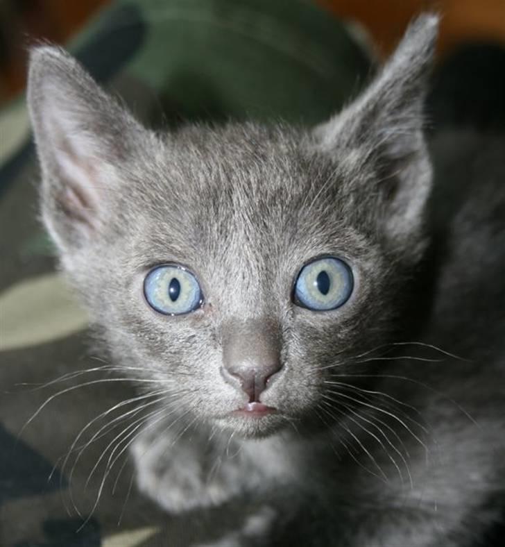 Korat Primprau's Holy Eytukan - 6 uger billede 7