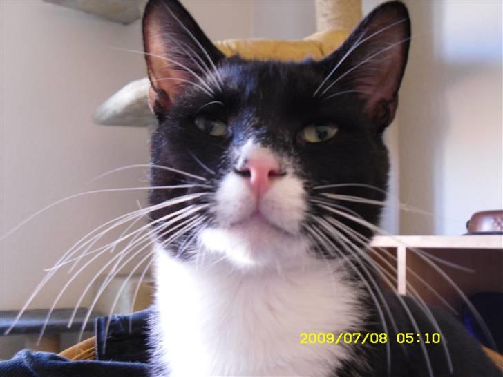 Blanding af racer Simba billede 1