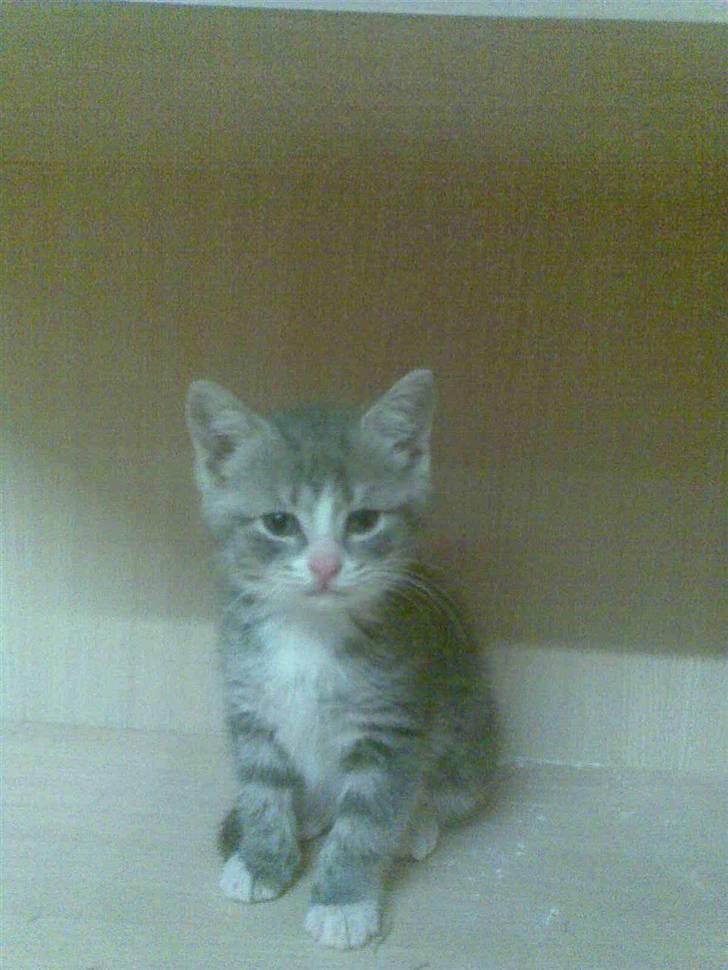 Huskat Pusling (gåde hjemme fra) - denne hylle er bare min billede 12