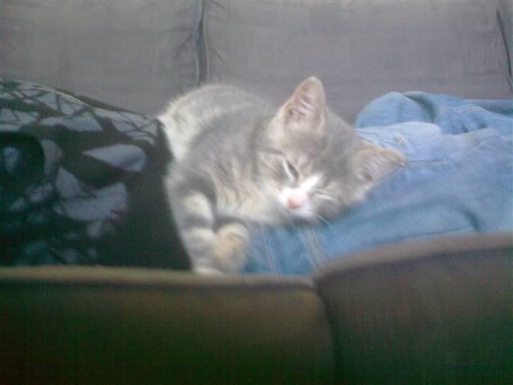 Huskat Pusling (gåde hjemme fra) - her ligger man godt billede 13