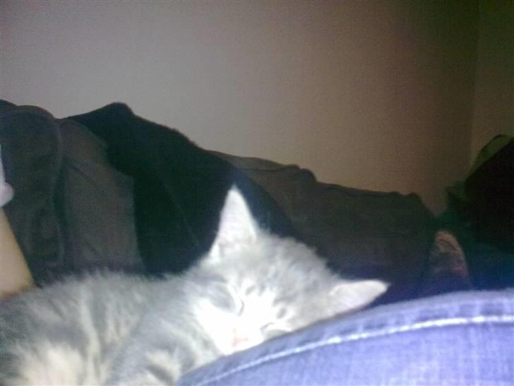 Huskat Pusling (gåde hjemme fra) - her ligger jeg bare og putter billede 14