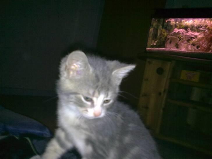 Huskat Pusling (gåde hjemme fra) - jeg er bare en lille prinsesse billede 15