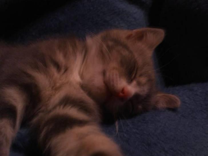 Huskat Pusling (gåde hjemme fra) - zzzzzzz jeg sover bare som en drøm billede 16