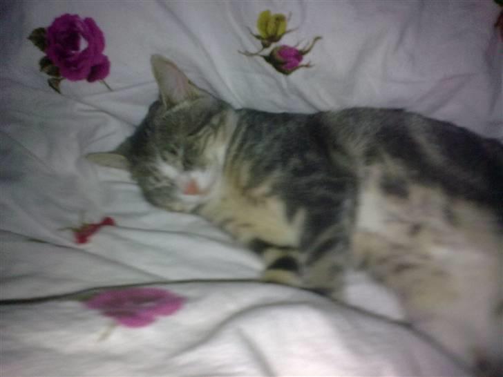 Huskat Pusling (gåde hjemme fra) - mors dyne er den bedste billede 17