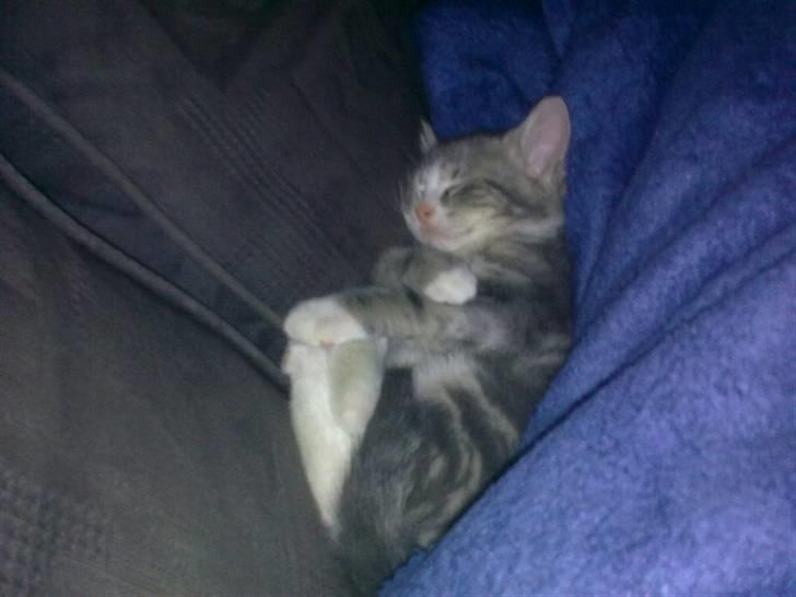 Huskat Pusling (gåde hjemme fra) - faldt lige død om billede 18