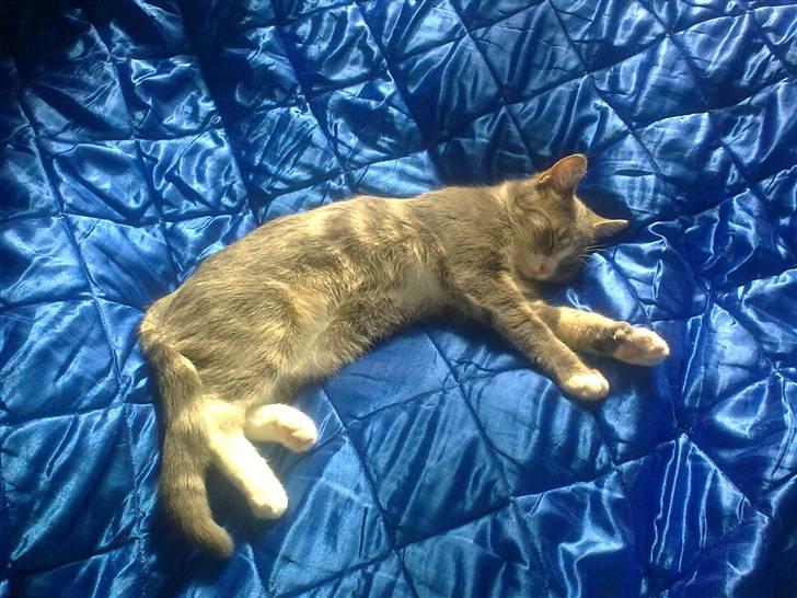 Huskat Pusling (gåde hjemme fra) billede 19