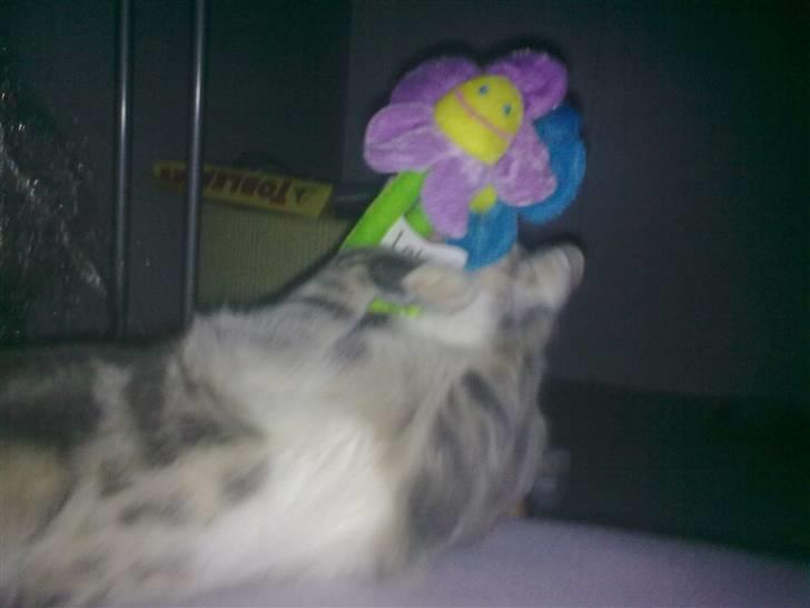 Huskat Pusling (gåde hjemme fra) billede 20