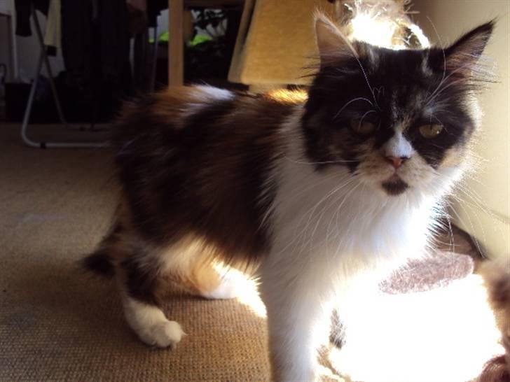 Perser Bella billede 9