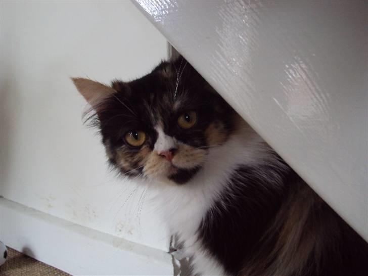 Perser Bella billede 10