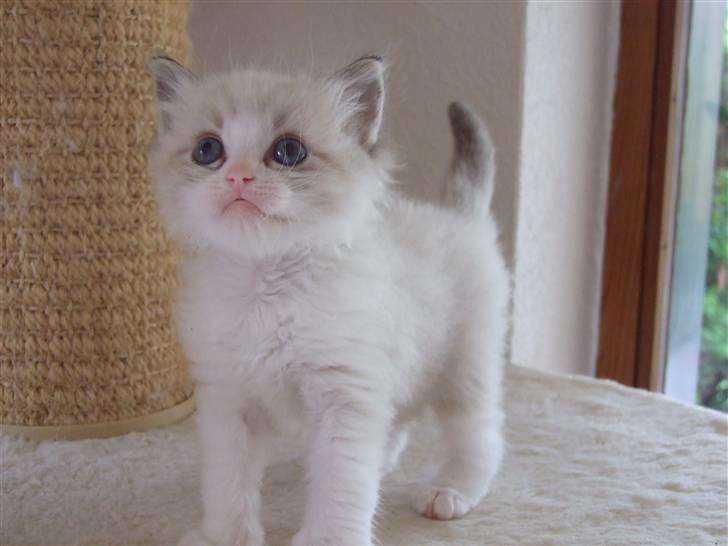 Ragdoll DK Vandoll F. Flashdance billede 9
