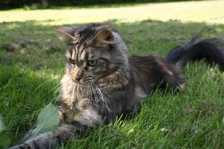 Maine Coon Luna billede 6