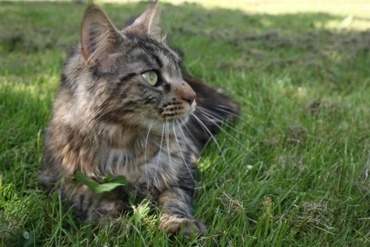 Maine Coon Luna billede 7