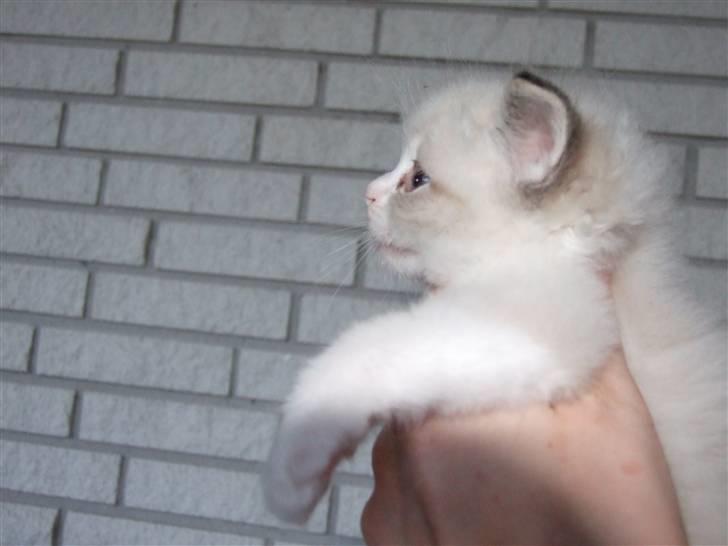 Ragdoll DK Vandoll F. Flashdance billede 10