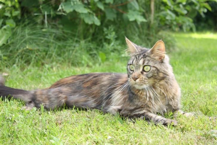 Maine Coon Luna billede 8