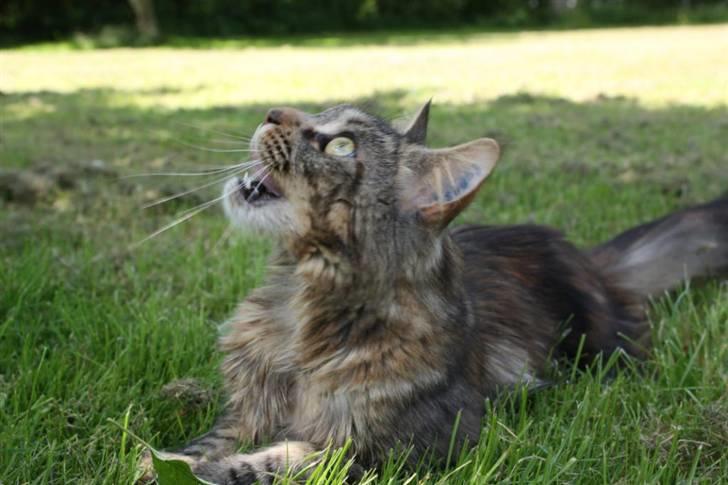 Maine Coon Luna billede 9