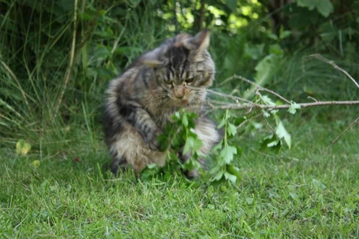 Maine Coon Luna billede 10