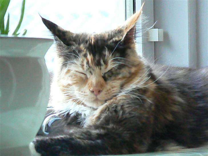 Maine Coon Abby coon's Belisha - sol-badning inden døre billede 11