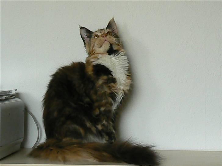 Maine Coon Abby coon's Belisha - se så fin jeg er blevet 01-07-2010 billede 12