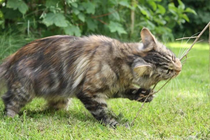 Maine Coon Luna billede 11