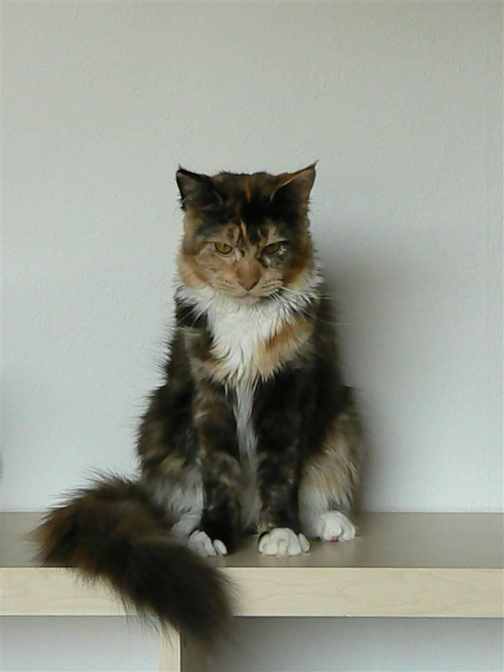 Maine Coon Abby coon's Belisha - hmm nu r det ikke så sjovt med det kamera længere billede 13
