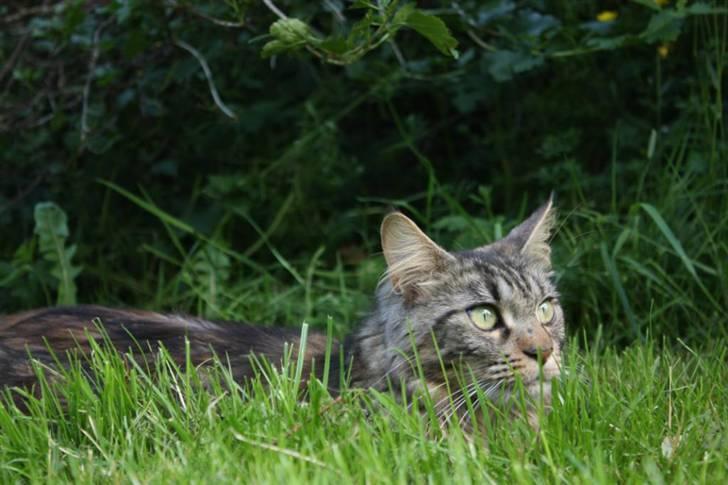 Maine Coon Luna billede 12