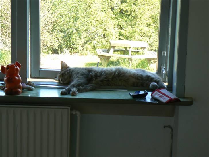 Maine Coon Misha - dejlig med AIR-condition i denne sommer varme 03-07-2010 billede 19