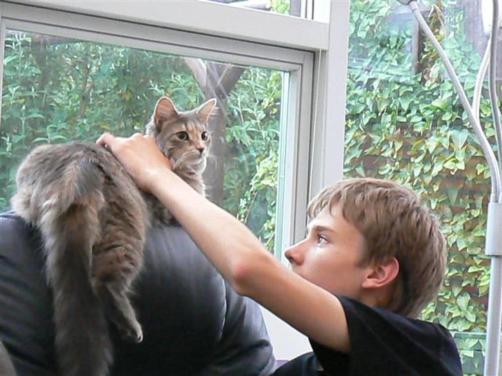 Maine Coon Misha - he he godt onkel Morten vil dele stol ;o) billede 20