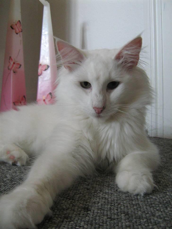 Norsk Skovkat DK Smithstone's Kimi billede 1