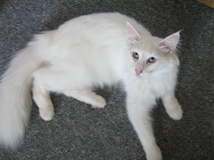 Norsk Skovkat DK Smithstone's Kimi billede 2