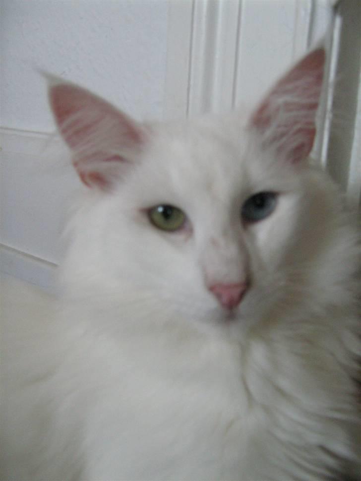 Norsk Skovkat DK Smithstone's Kimi billede 3