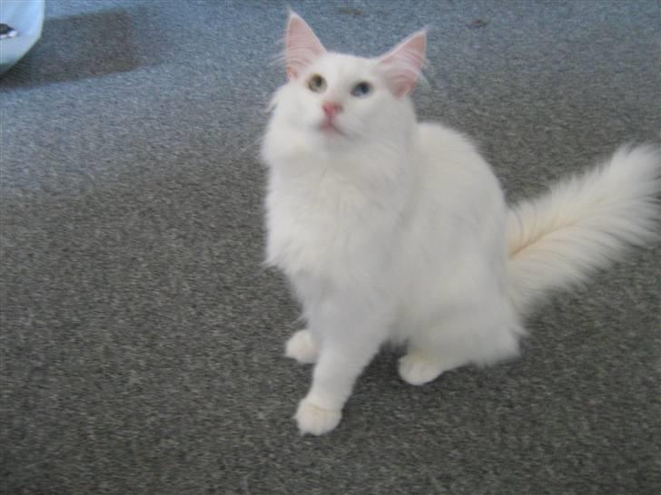 Norsk Skovkat DK Smithstone's Kimi billede 4