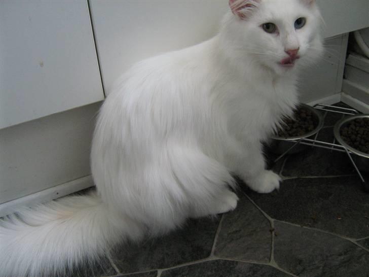 Norsk Skovkat DK Smithstone's Kimi billede 5