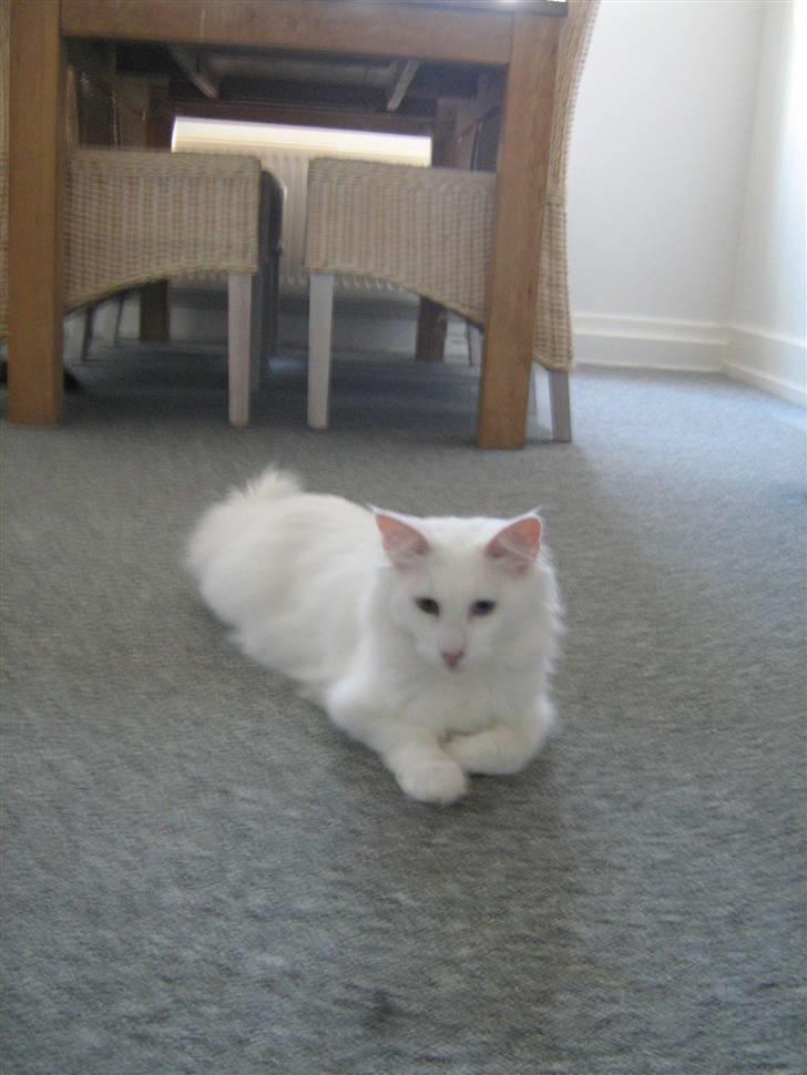 Norsk Skovkat DK Smithstone's Kimi billede 6